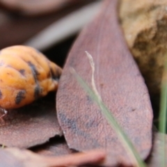 Monophlebulus sp. (genus) at Mongarlowe, NSW - suppressed