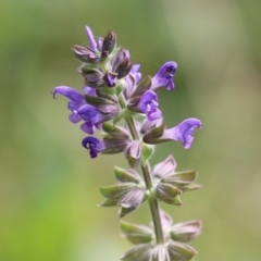 Salvia verbenaca var. verbenaca (Wild Sage) at Jerrabomberra Wetlands - 7 May 2021 by RodDeb