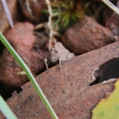 Tetrigidae (family) (Pygmy grasshopper) at Mongarlowe, NSW - 8 May 2021 by LisaH