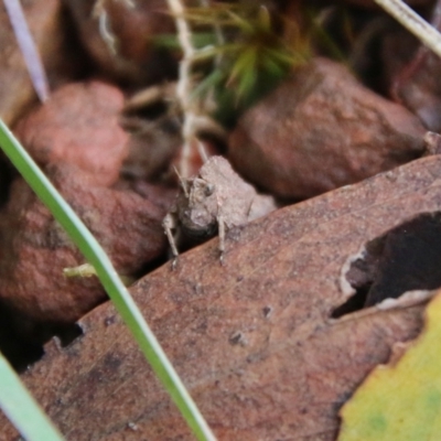 Tetrigidae (family) (Pygmy grasshopper) at Mongarlowe, NSW - 8 May 2021 by LisaH