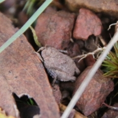 Tetrigidae (family) at Mongarlowe, NSW - suppressed