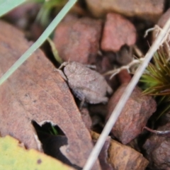 Tetrigidae (family) at Mongarlowe, NSW - suppressed