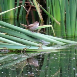 Poodytes gramineus at Fyshwick, ACT - 7 May 2021