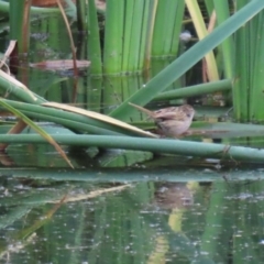 Poodytes gramineus at Fyshwick, ACT - 7 May 2021