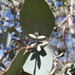 Eucalyptus cinerea subsp. cinerea (Argyle Apple) at Mount Painter - 2 Apr 2021 by drakes