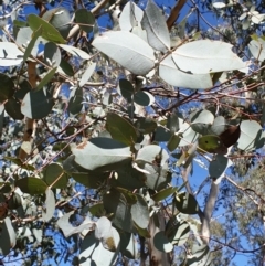 Eucalyptus cinerea subsp. cinerea at Cook, ACT - 2 Apr 2021