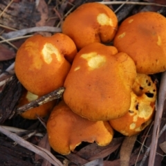 Gymnopilus junonius (Spectacular Rustgill) at Mongarlowe River - 8 May 2021 by LisaH