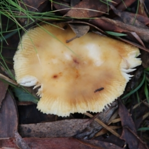 Russula sp. (genus) at Mongarlowe, NSW - 8 May 2021