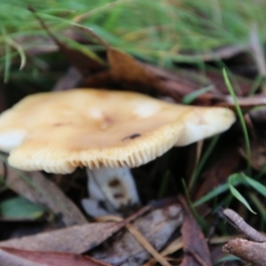 Russula sp. (genus) at Mongarlowe, NSW - 8 May 2021