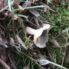 zz agaric (stem; gills white/cream) at Mongarlowe, NSW - 8 May 2021 by LisaH