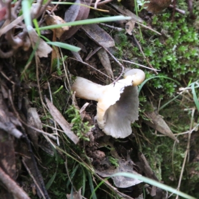 zz agaric (stem; gills white/cream) at Mongarlowe River - 8 May 2021 by LisaH