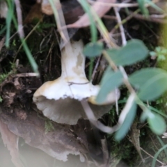 zz agaric (stem; gills white/cream) at Mongarlowe, NSW - suppressed