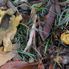 Scleroderma sp. (Scleroderma) at Mongarlowe River - 8 May 2021 by LisaH