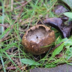 Unidentified Disk-like to cup-like at Mongarlowe, NSW - 7 May 2021 by LisaH