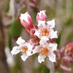 Leucopogon virgatus (Common Beard-heath) at Cook, ACT - 5 May 2021 by drakes