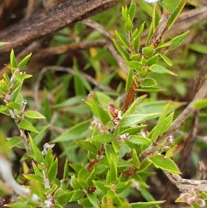 Leucopogon virgatus at Cook, ACT - 5 May 2021 09:43 AM