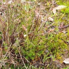 Leucopogon virgatus at Cook, ACT - 5 May 2021 09:43 AM