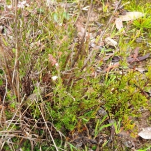 Leucopogon virgatus at Cook, ACT - 5 May 2021