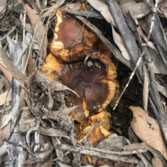 Unverified Fungus at Rendezvous Creek, ACT - 8 May 2021 by KMcCue