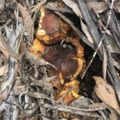 Unidentified Fungus at Rendezvous Creek, ACT - 8 May 2021 by KMcCue