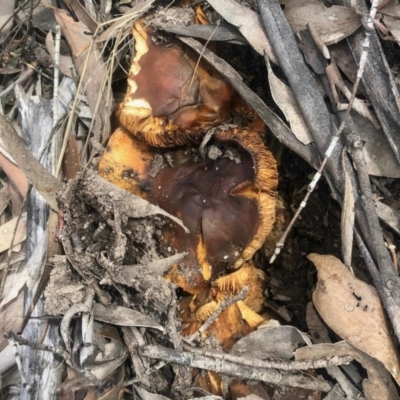 Unidentified Fungus at Rendezvous Creek, ACT - 8 May 2021 by KMcCue