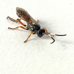 Ichneumon promissorius (Banded caterpillar parasite wasp) at Acton, ACT - 7 May 2021 by YellowButton