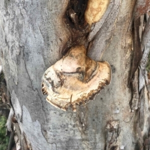 zz Polypore (shelf/hoof-like) at Rendezvous Creek, ACT - 8 May 2021 11:34 AM