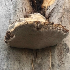 zz Polypore (shelf/hoof-like) at Rendezvous Creek, ACT - 8 May 2021 11:34 AM