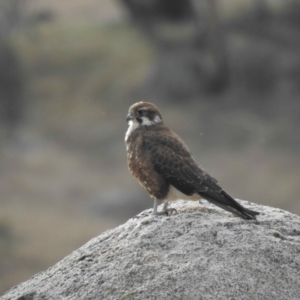 Falco berigora at Rendezvous Creek, ACT - 8 May 2021