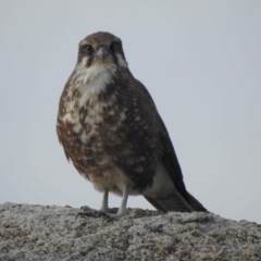 Falco berigora at Rendezvous Creek, ACT - 8 May 2021