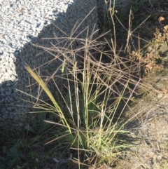 Chloris truncata (Windmill Grass) at Monash, ACT - 4 Mar 2021 by michaelb
