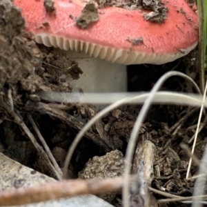 Russula sp. at Nanima, NSW - 9 May 2021