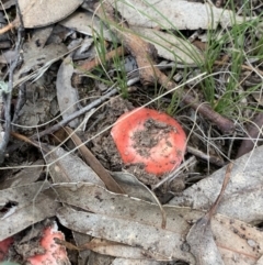 Russula sp. (genus) at Nanima, NSW - 9 May 2021 09:33 AM