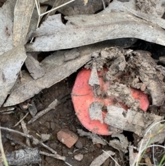 Russula sp. at Nanima, NSW - 9 May 2021