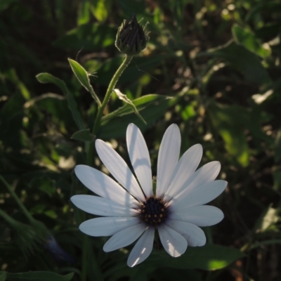 Dimorphotheca ecklonis (South African Daisy) at Monash, ACT - 4 Mar 2021 by MichaelBedingfield