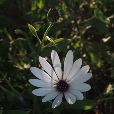 Dimorphotheca ecklonis (African Daisy) at Monash, ACT - 4 Mar 2021 by michaelb