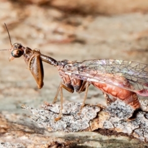 Mantispidae (family) at Forde, ACT - 7 May 2021