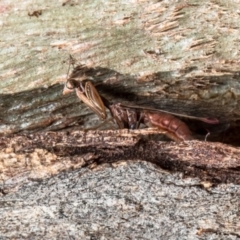 Mantispidae (family) at Forde, ACT - 7 May 2021