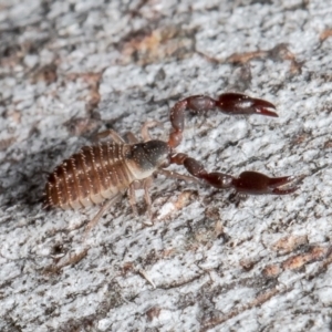 Pseudoscorpiones (order) at Forde, ACT - 7 May 2021 01:16 PM