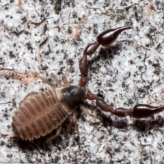 Pseudoscorpiones (order) at Forde, ACT - 7 May 2021 01:16 PM