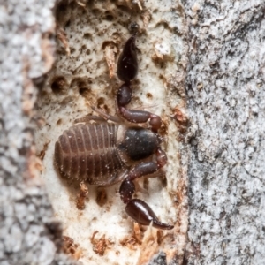 Pseudoscorpiones sp. (order) at Forde, ACT - 7 May 2021