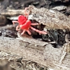 Trombidiidae (family) (Red velvet mite) at Cotter River, ACT - 9 May 2021 by trevorpreston