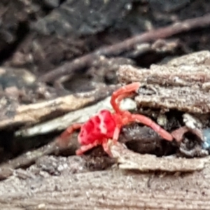 Trombidiidae (family) at Cotter River, ACT - 9 May 2021 12:05 PM