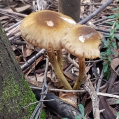 Armillaria sp. (A honey fungus) at Cotter River, ACT - 9 May 2021 by tpreston