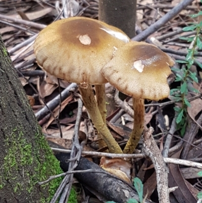 Armillaria sp. (A honey fungus) at Cotter River, ACT - 9 May 2021 by tpreston