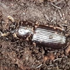 Aulacocyclus edentulus (Passalid beetle) at Lower Cotter Catchment - 9 May 2021 by trevorpreston