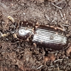 Aulacocyclus edentulus (Passalid beetle) at Cotter River, ACT - 9 May 2021 by tpreston