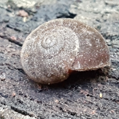 Austrochloritis (Genus) (Undescribed Austrochloritis species) at Lower Cotter Catchment - 9 May 2021 by trevorpreston