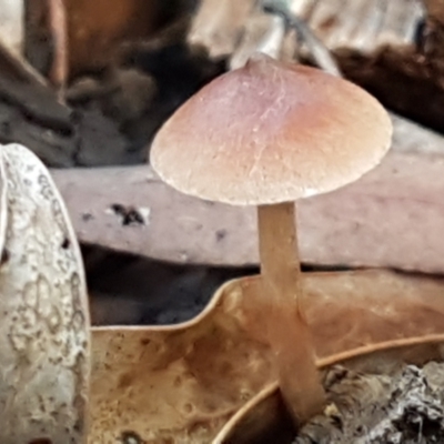 Unidentified Cap on a stem; gills below cap [mushrooms or mushroom-like] at Cotter River, ACT - 9 May 2021 by trevorpreston