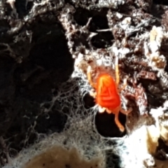 Trombidiidae (family) (Red velvet mite) at Cotter River, ACT - 9 May 2021 by trevorpreston